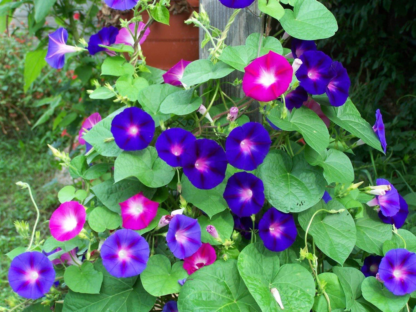 Lophospermum, Assorted - View 8 from www redcrocus com