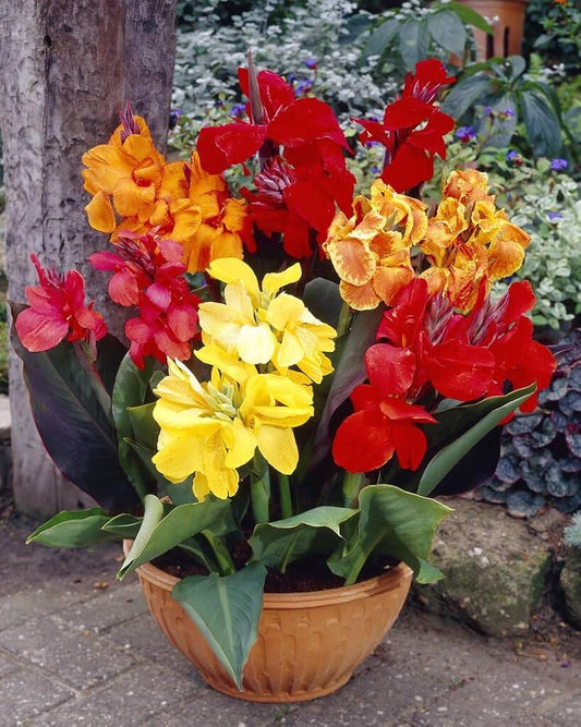 Canna X Generalis, Assorted - View 12 from www redcrocus com