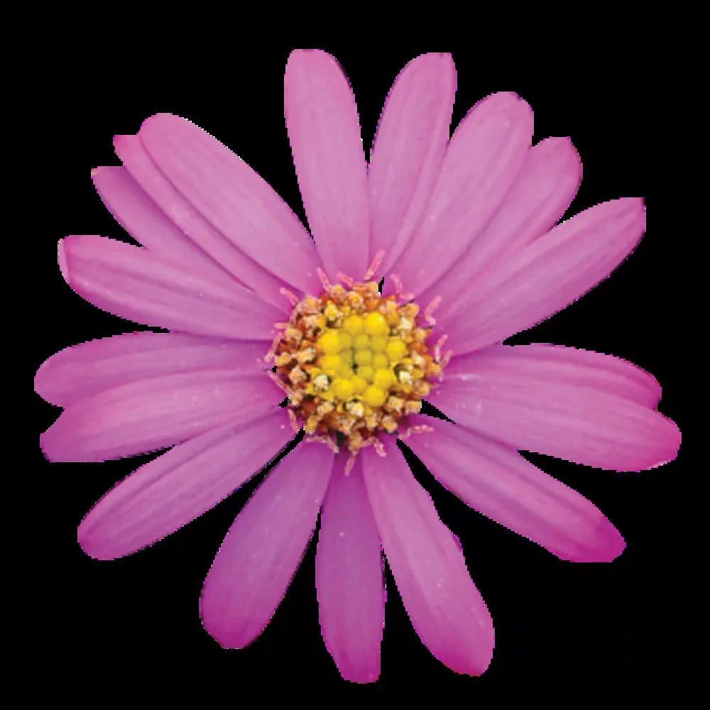 Brachyscome, Assorted - View 10 from www redcrocus com