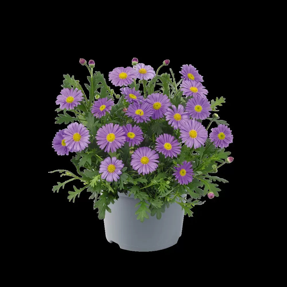 Brachyscome, Assorted - View 11 from www redcrocus com