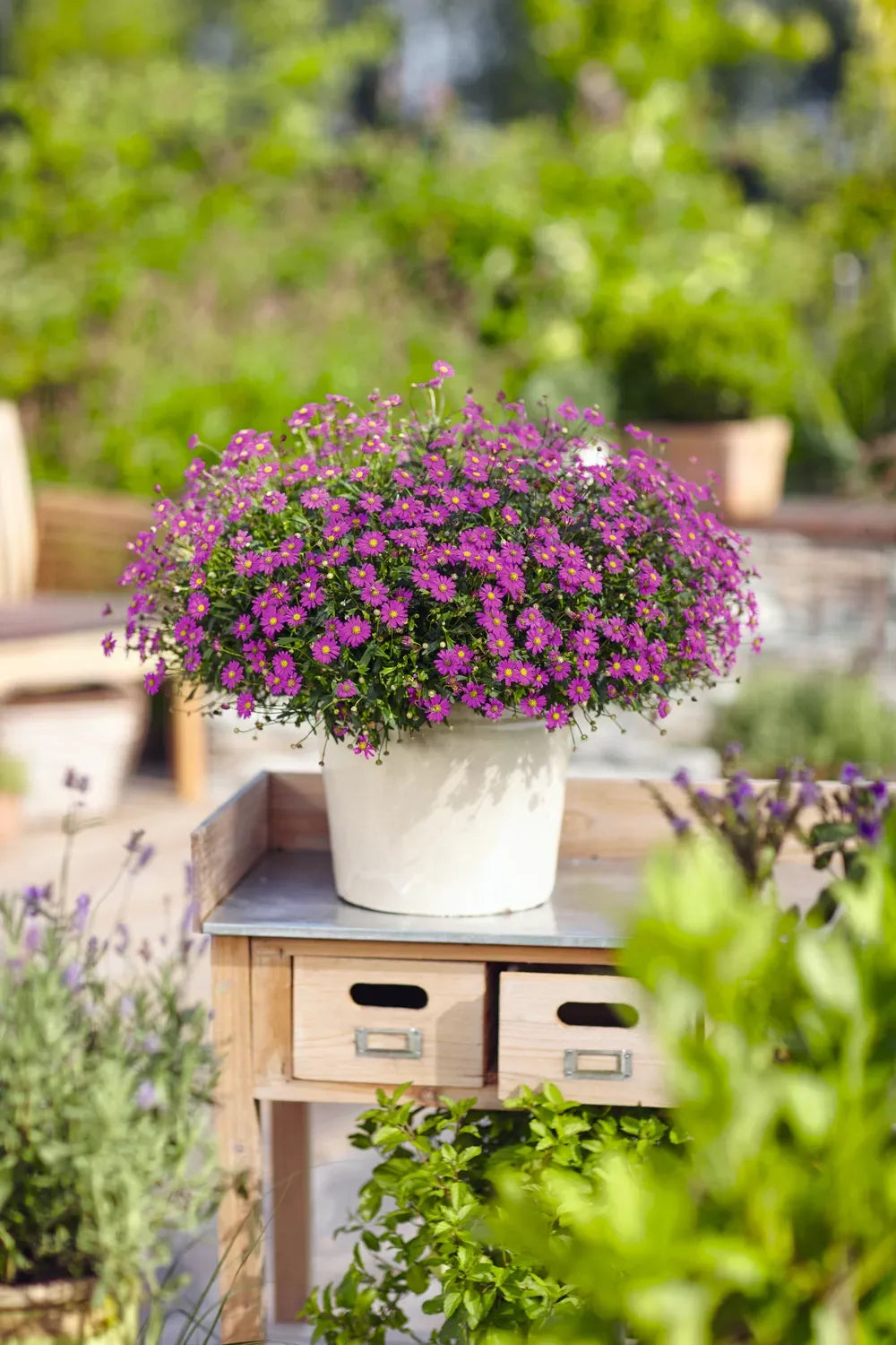 Brachyscome, Assorted - View 14 from www redcrocus com