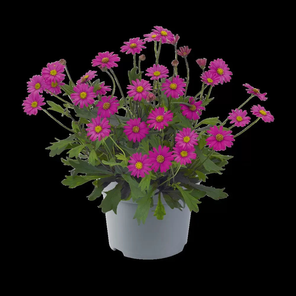 Brachyscome, Assorted - View 23 from www redcrocus com