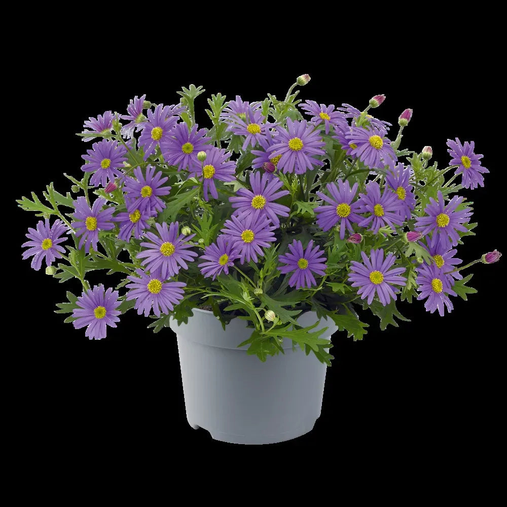 Brachyscome, Assorted - View 4 from www redcrocus com