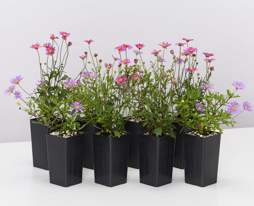 Brachyscome, Assorted - View 5 from www redcrocus com