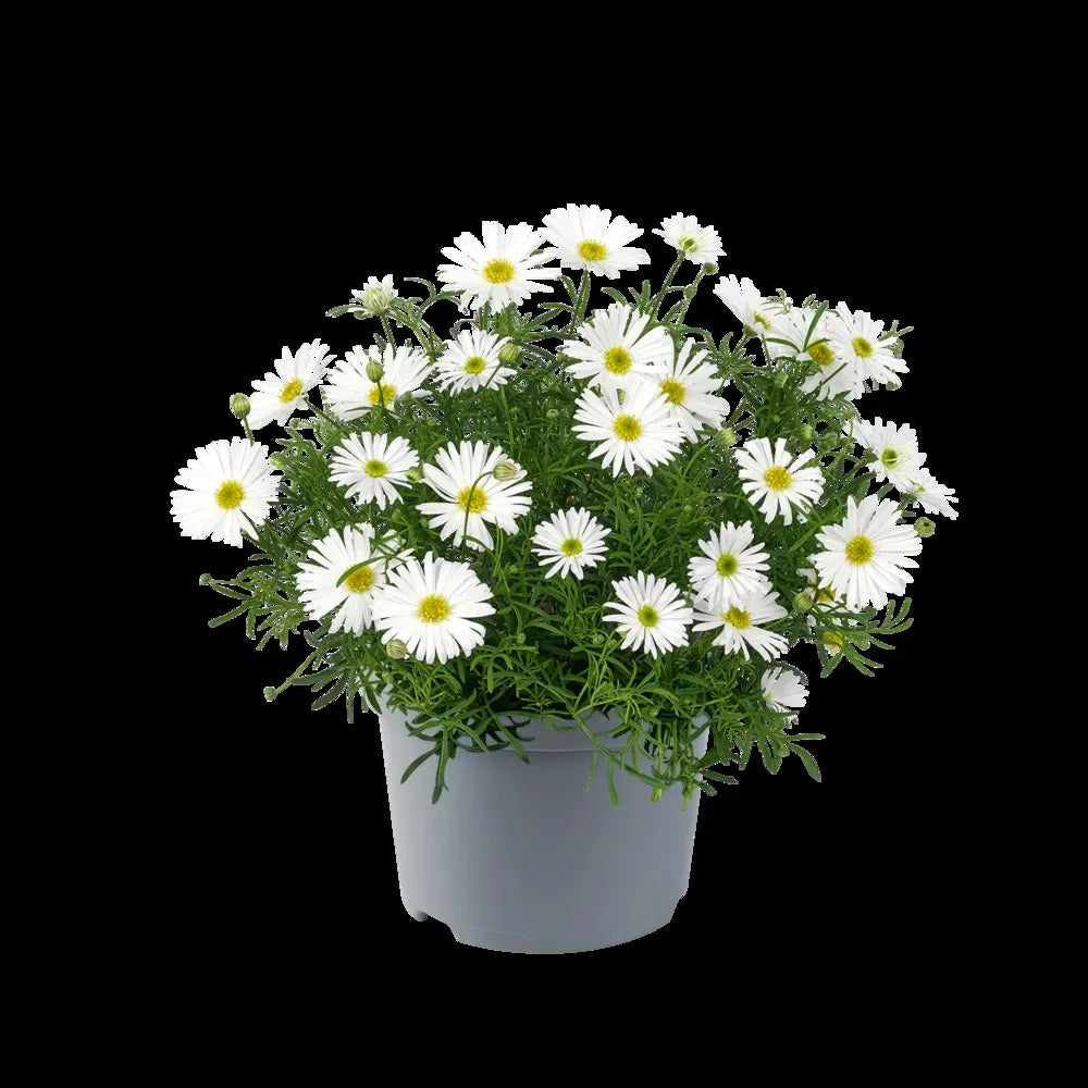 Brachyscome, Assorted - View 6 from www redcrocus com