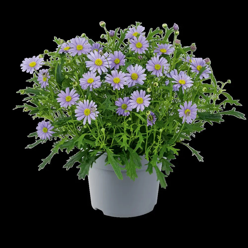 Brachyscome, Assorted - View 7 from www redcrocus com