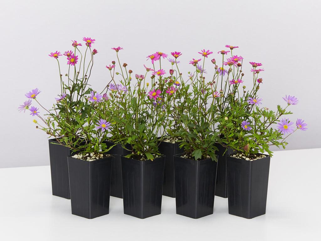 Brachyscome, Assorted - View 8 from www redcrocus com