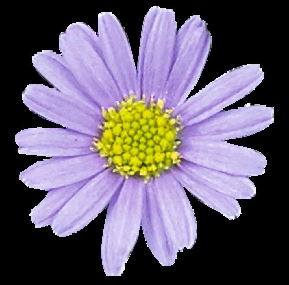 Brachyscome, Assorted - View 9 from www redcrocus com