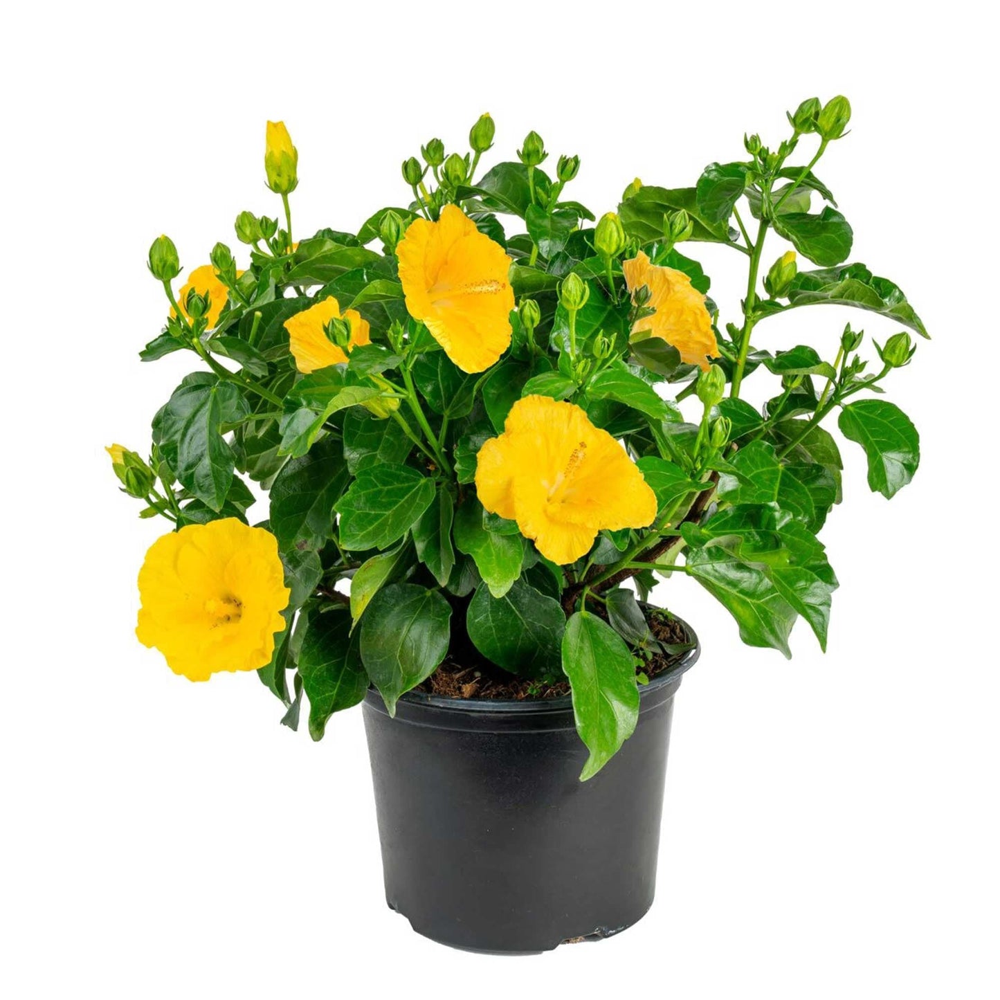 Hibiscus, Lattice Braid, Standard - View 15 from www redcrocus com