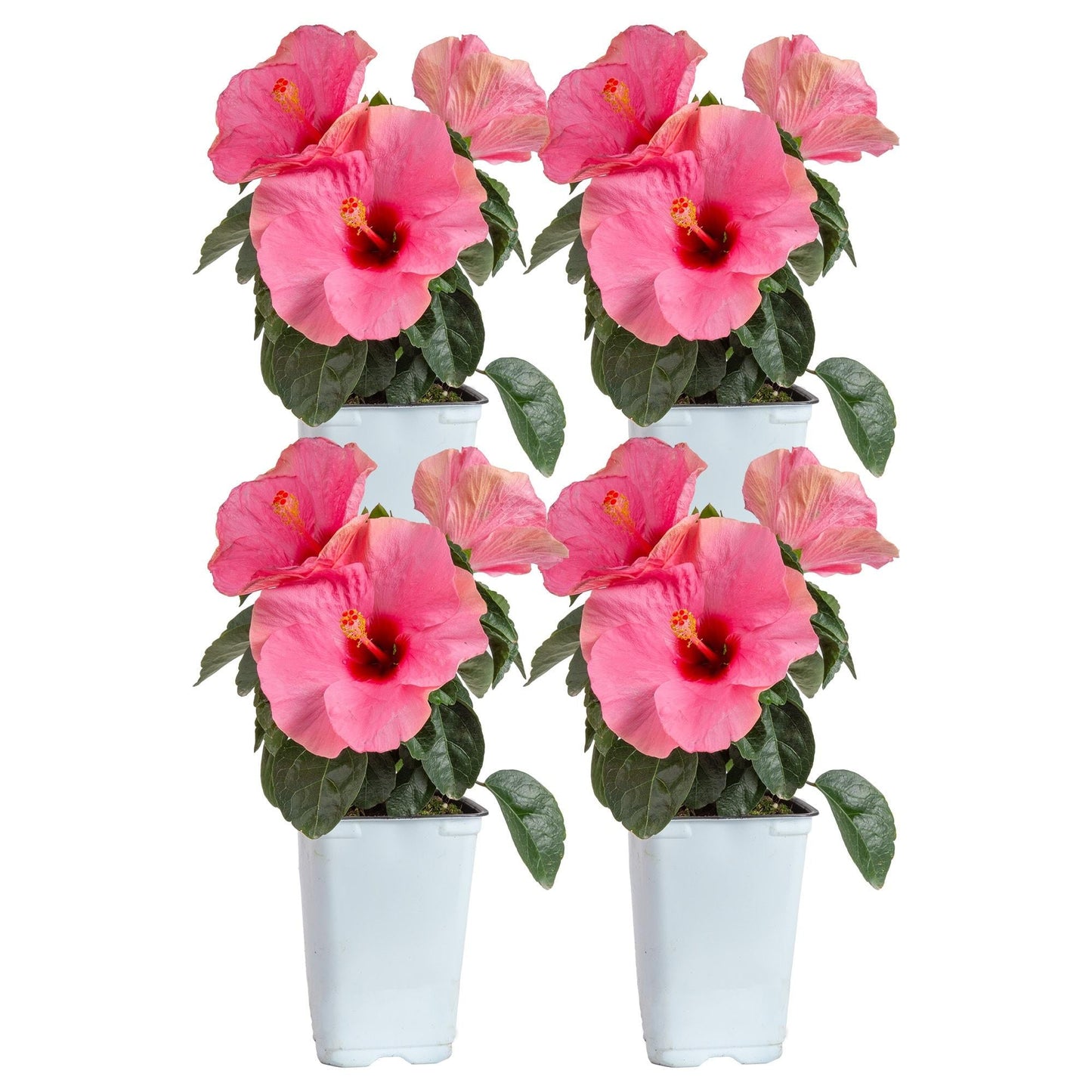 Hibiscus, Lattice Braid, Standard - View 17 from www redcrocus com