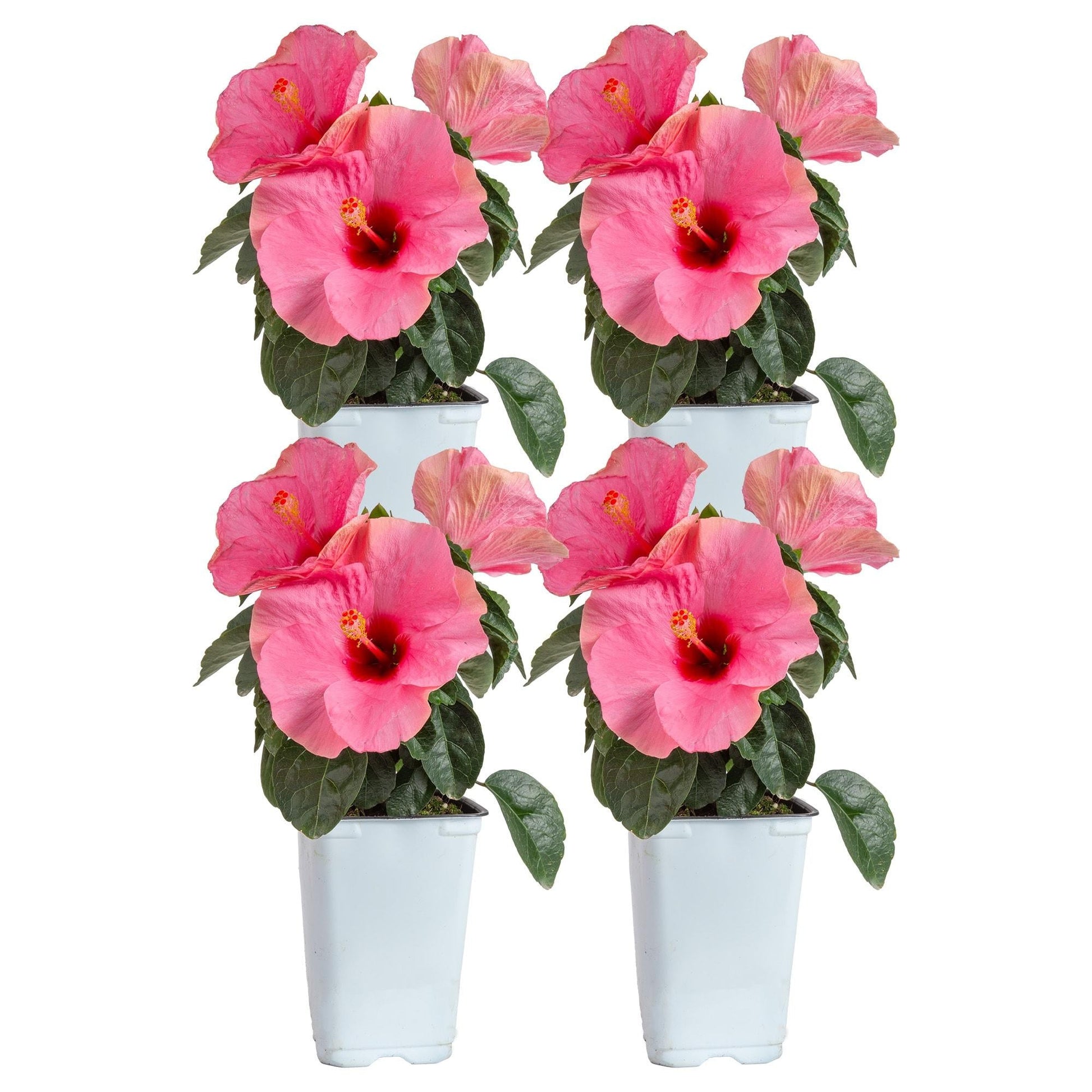 Hibiscus, Lattice Braid, Standard - View 17 from www redcrocus com