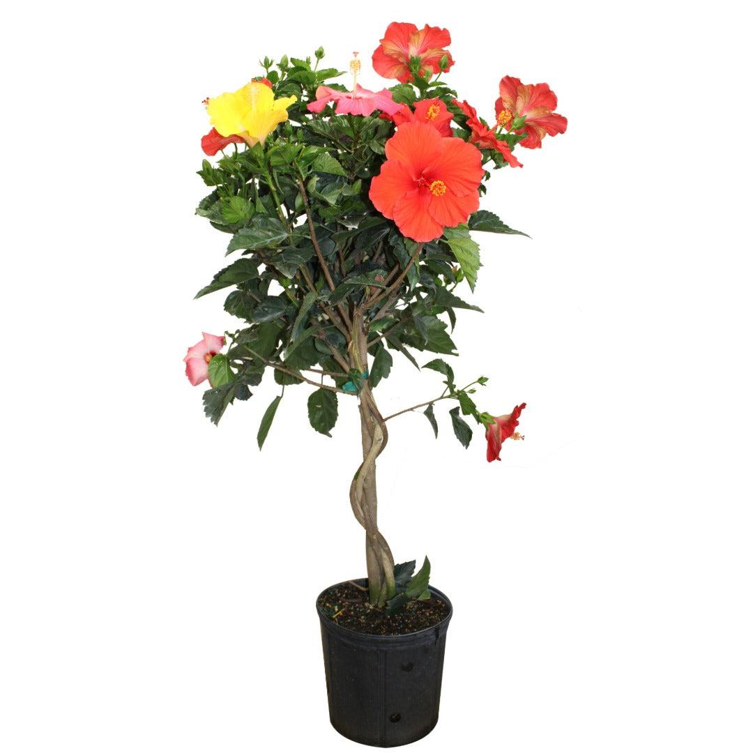 Hibiscus, Lattice Braid, Standard - View 1 from www redcrocus com