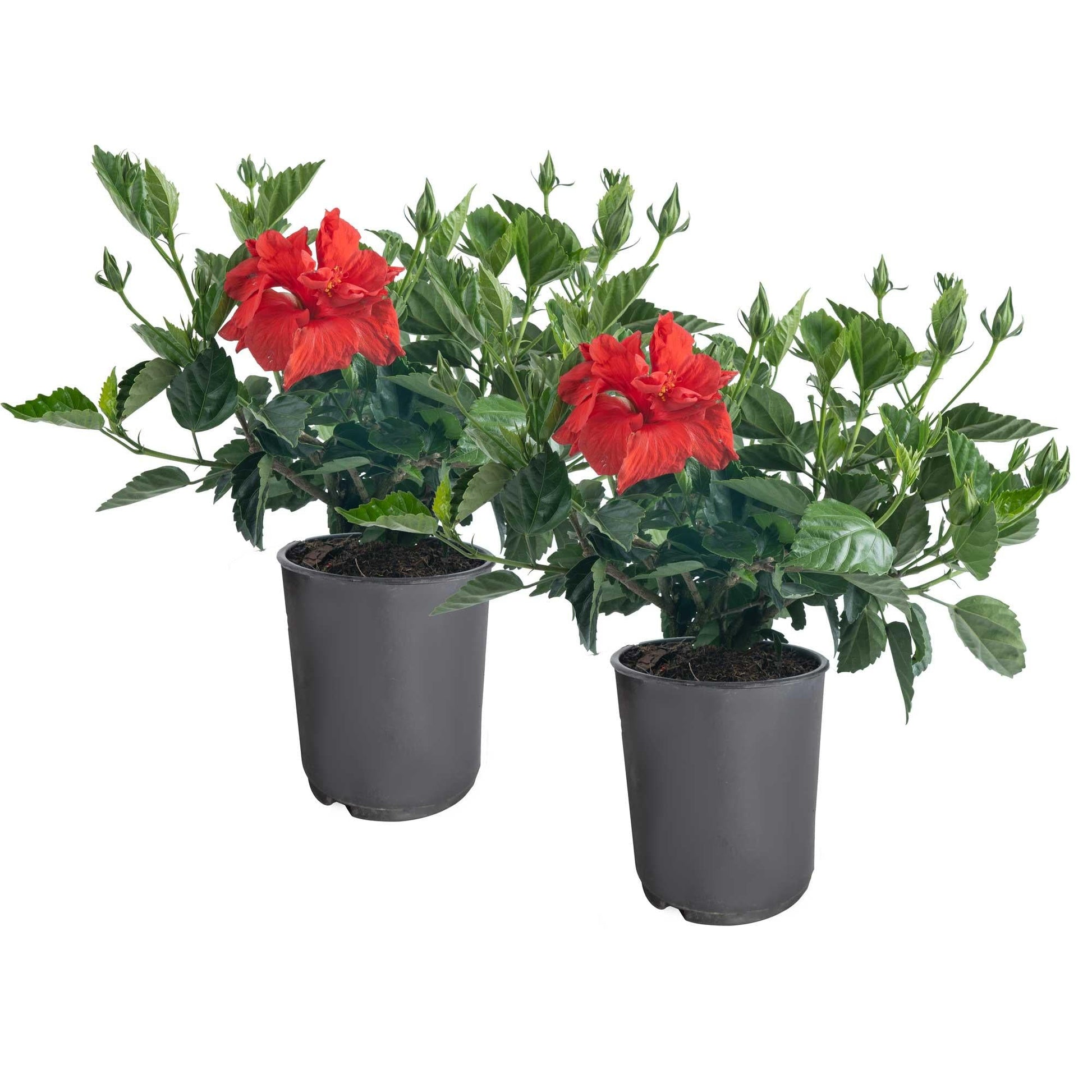 Hibiscus, Lattice Braid, Standard - View 21 from www redcrocus com