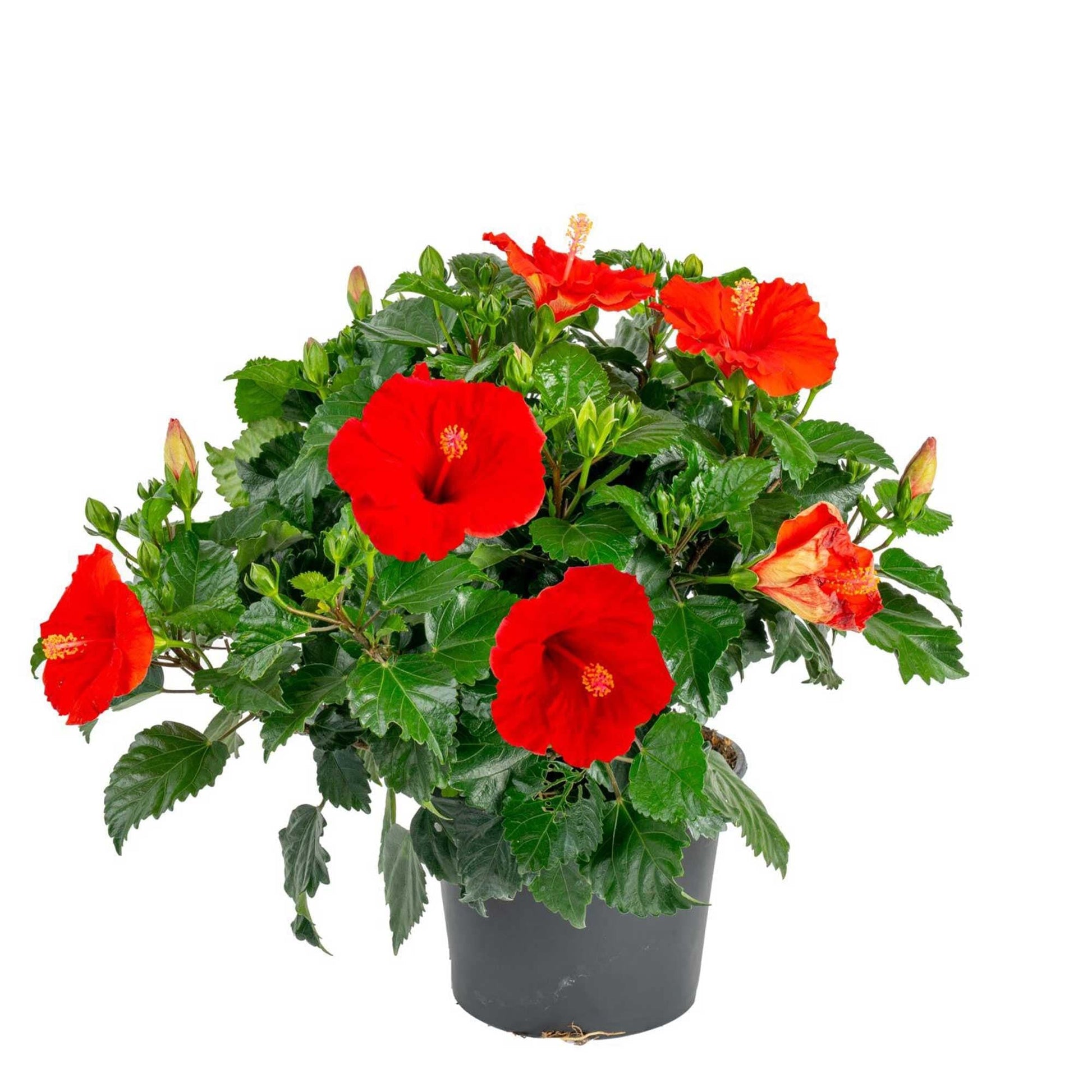 Hibiscus, Lattice Braid, Standard - View 23 from www redcrocus com