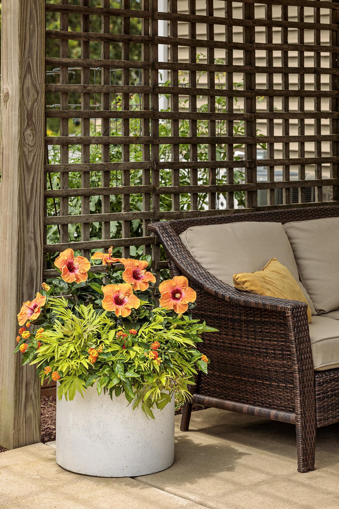 Hibiscus, Lattice Braid, Standard - View 25 from www redcrocus com
