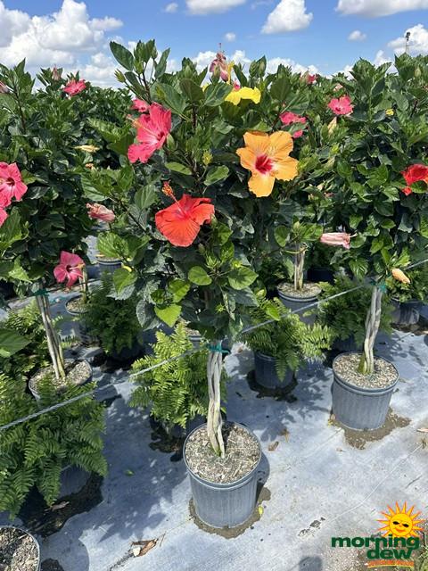 Hibiscus, Lattice Braid, Standard - View 4 from www redcrocus com