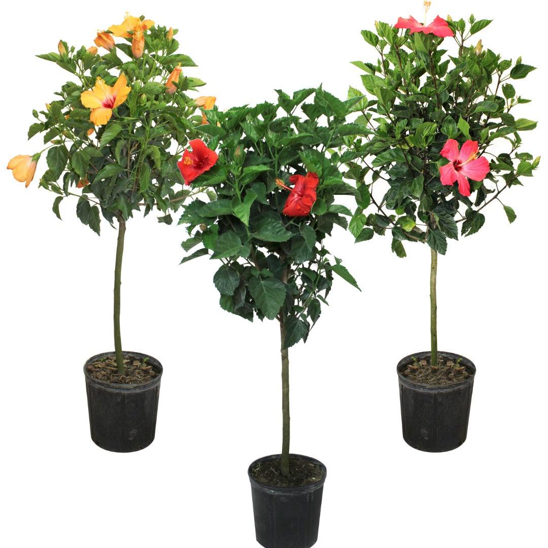 Hibiscus, Lattice Braid, Standard - View 6 from www redcrocus com