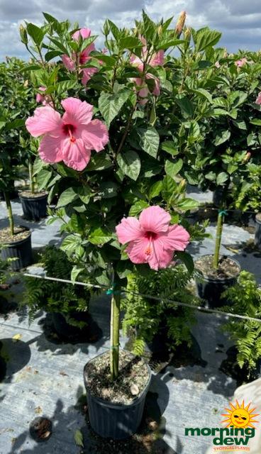 Hibiscus, Lattice Braid, Standard - View 9 from www redcrocus com