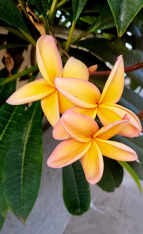 Plumeria, Assorted - View 13 from www redcrocus com