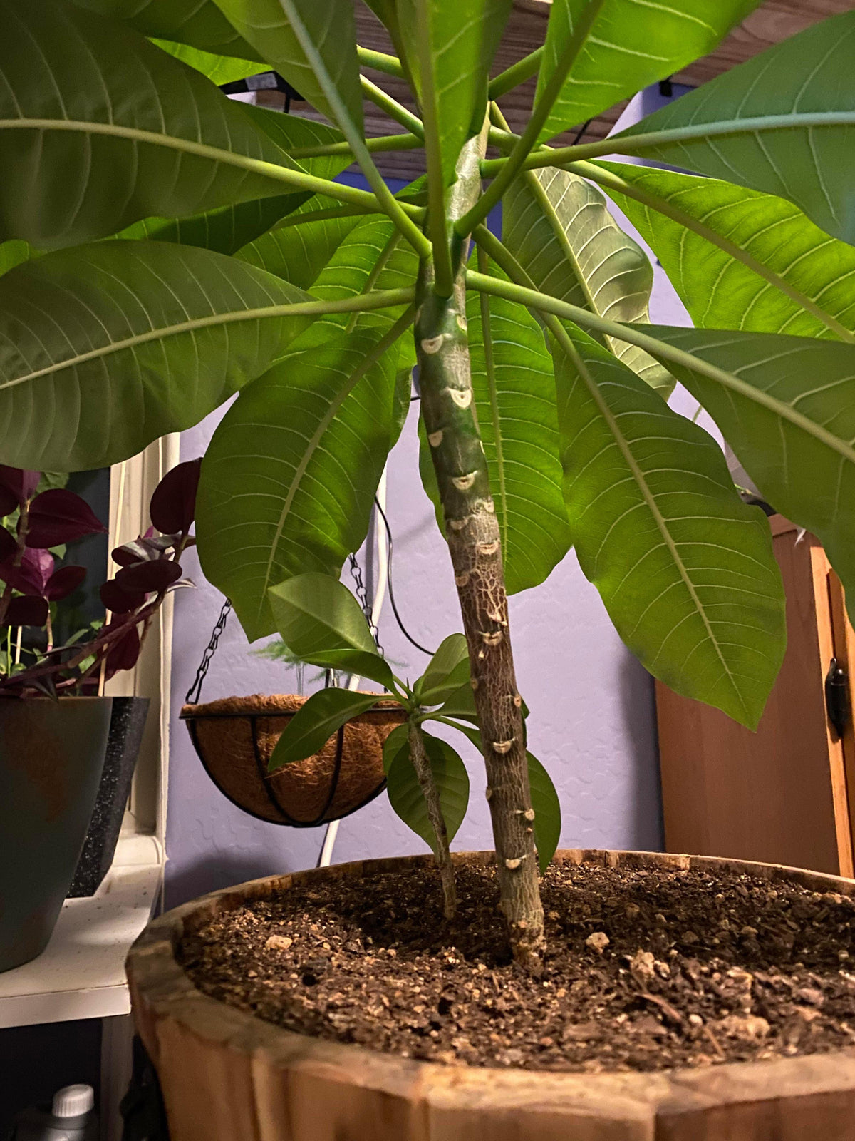 Plumeria, Assorted - View 16 from www redcrocus com