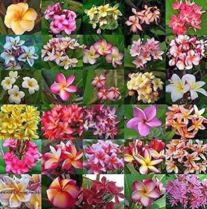 Plumeria, Assorted - View 17 from www redcrocus com