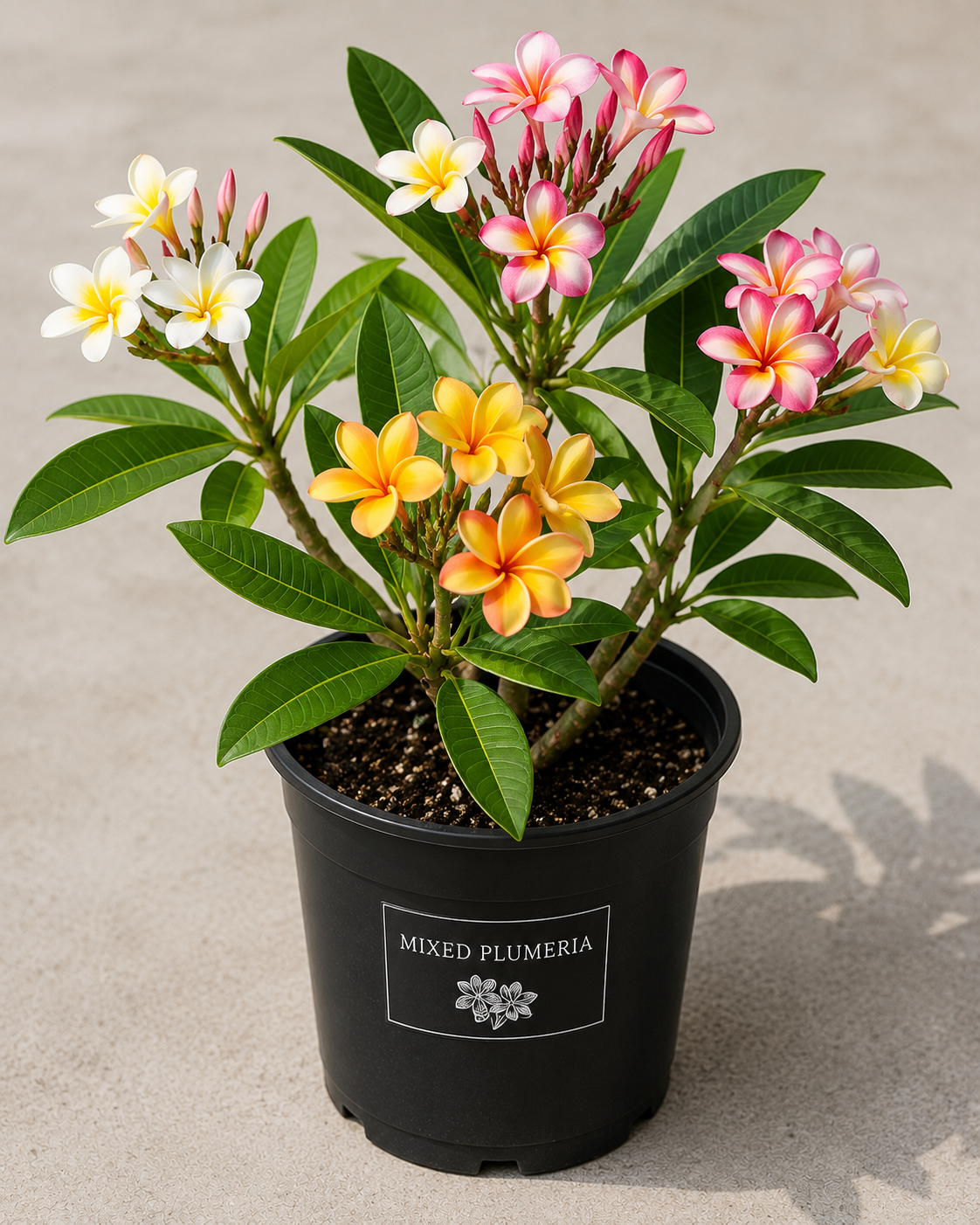 Plumeria, Assorted - View 1 from www redcrocus com