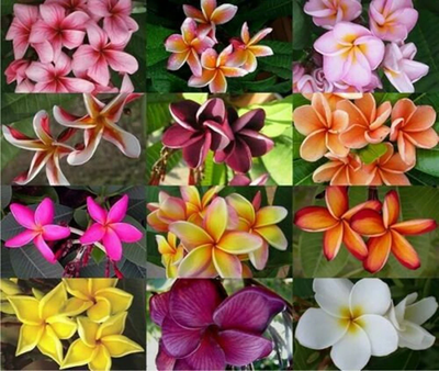 Plumeria, Assorted - View 20 from www redcrocus com