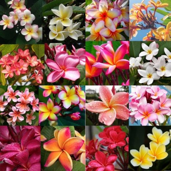 Plumeria, Assorted - View 24 from www redcrocus com