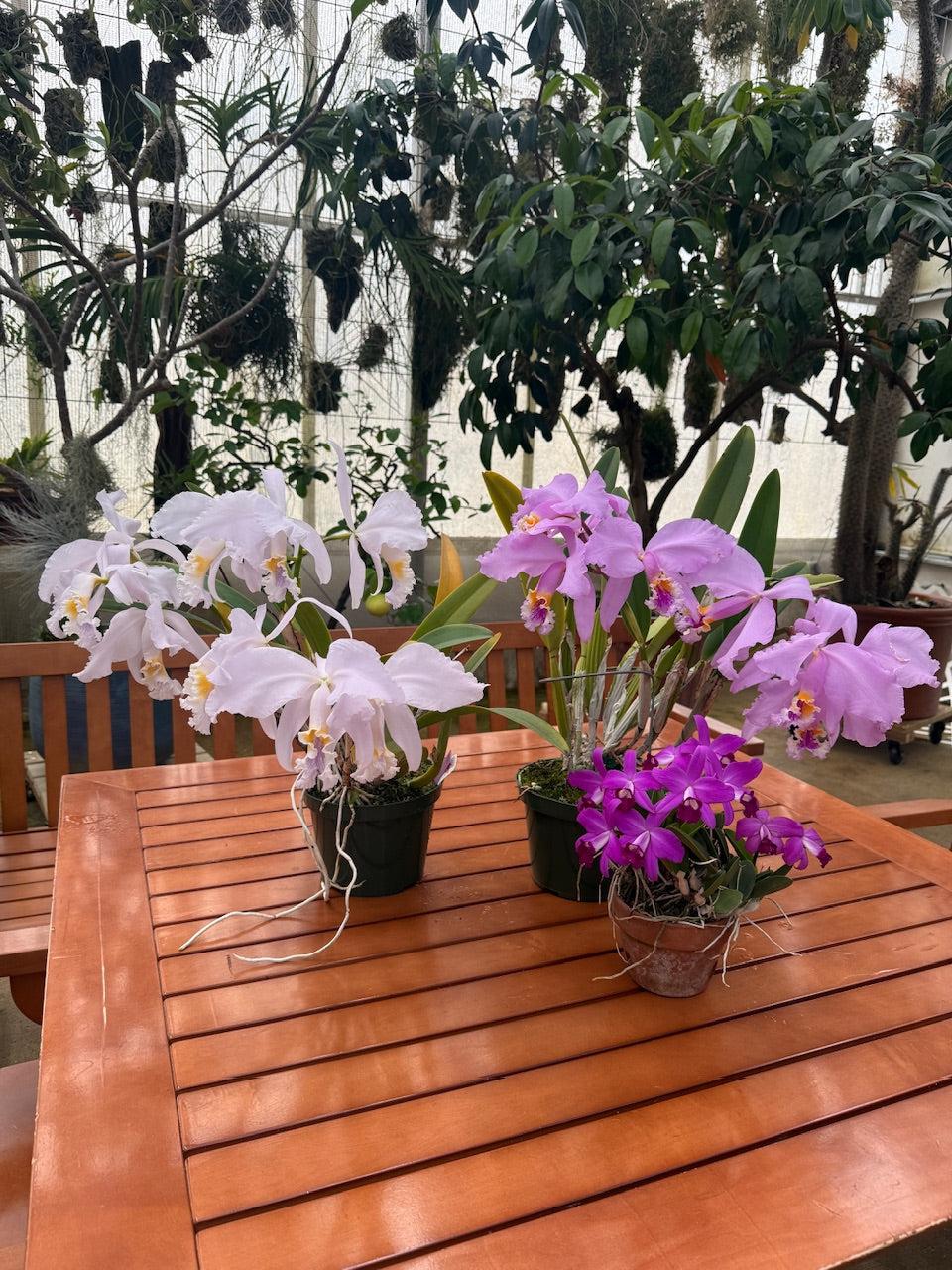 Spathoglottis, Assorted - View 17 from www redcrocus com
