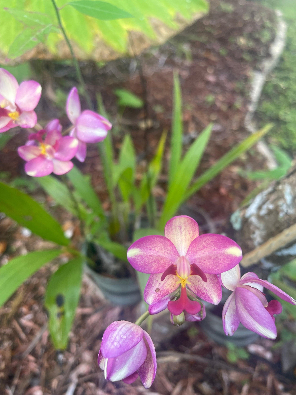 Spathoglottis, Assorted - View 18 from www redcrocus com
