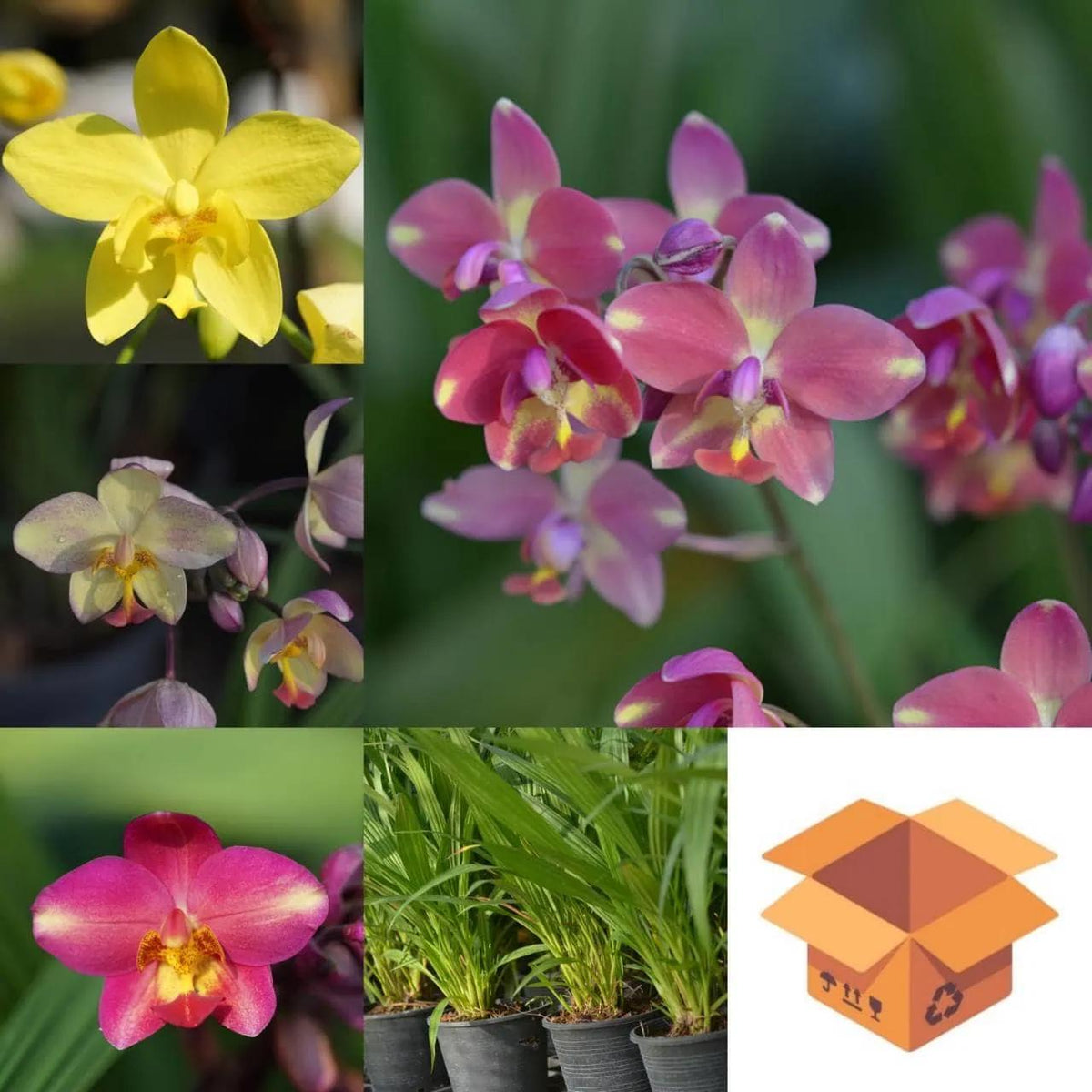 Spathoglottis, Assorted - View 1 from www redcrocus com