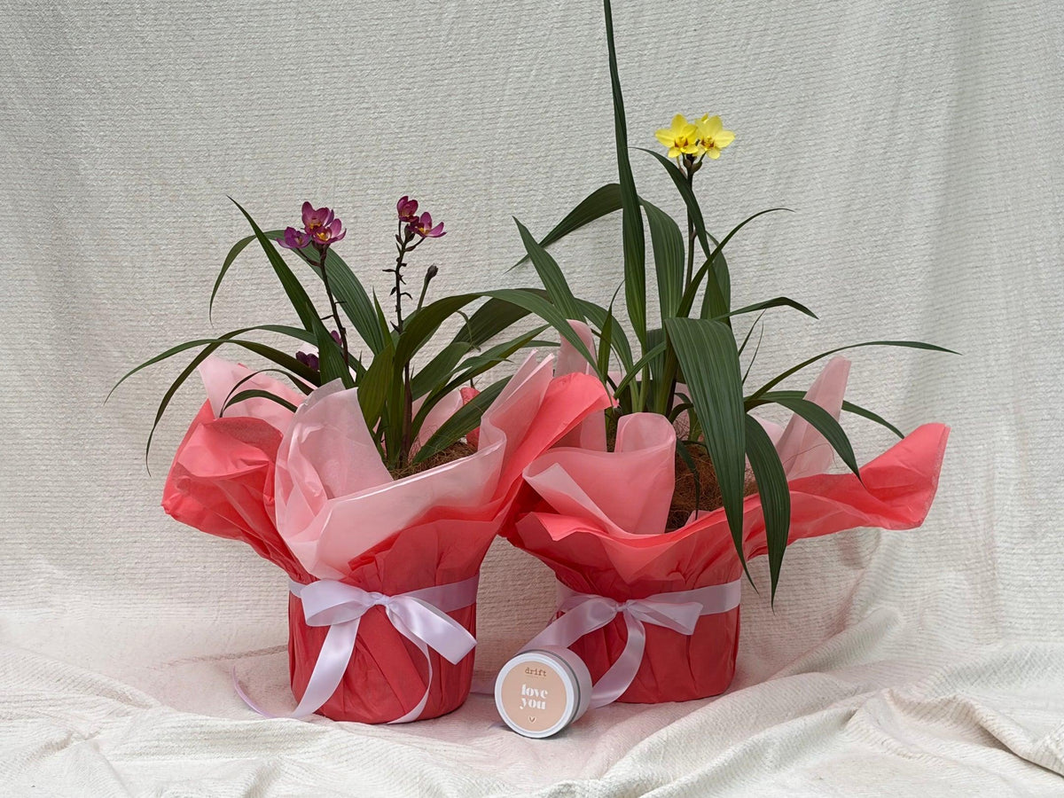 Spathoglottis, Assorted - View 20 from www redcrocus com