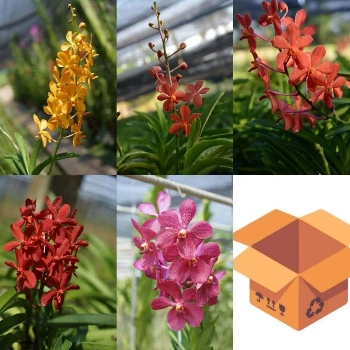 Spathoglottis, Assorted - View 22 from www redcrocus com