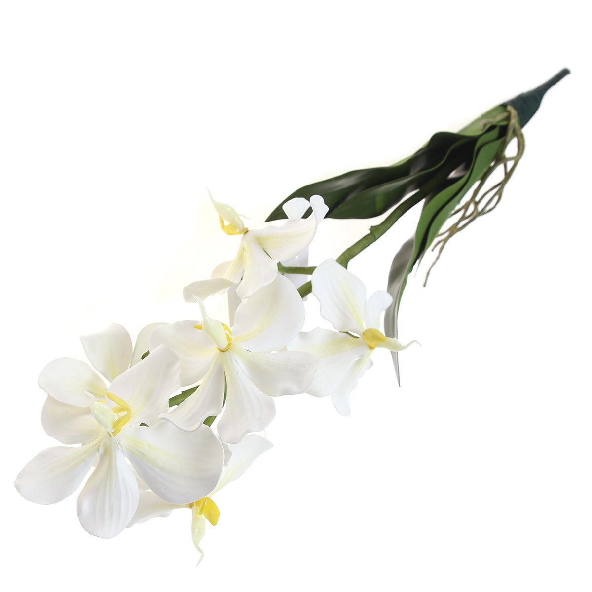 Spathoglottis, Assorted - View 23 from www redcrocus com