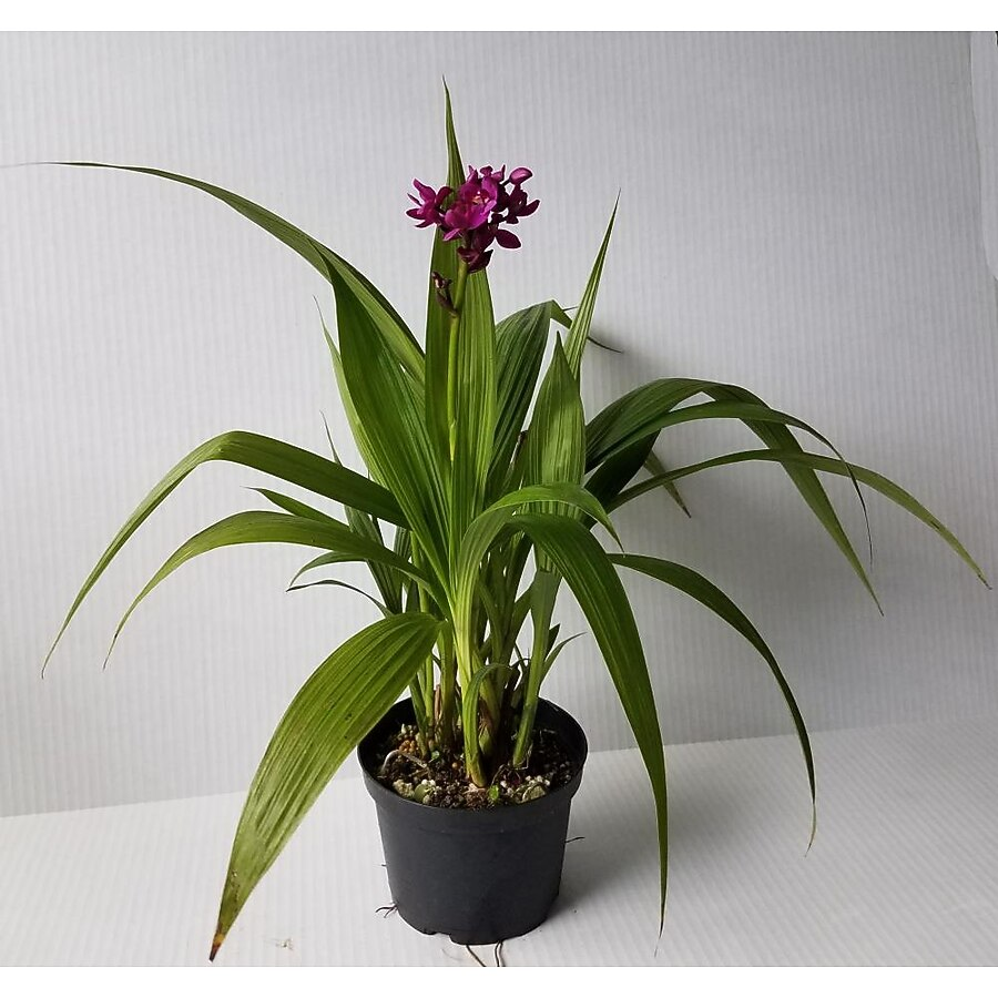 Spathoglottis, Assorted - View 2 from www redcrocus com