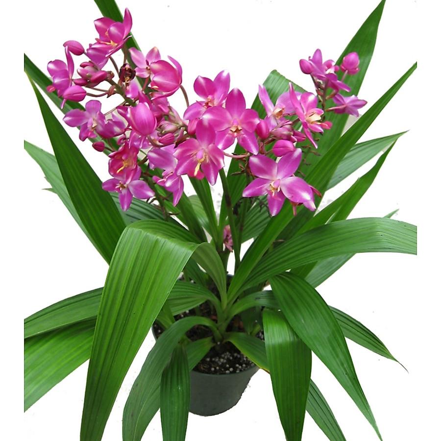 Spathoglottis, Assorted - View 3 from www redcrocus com