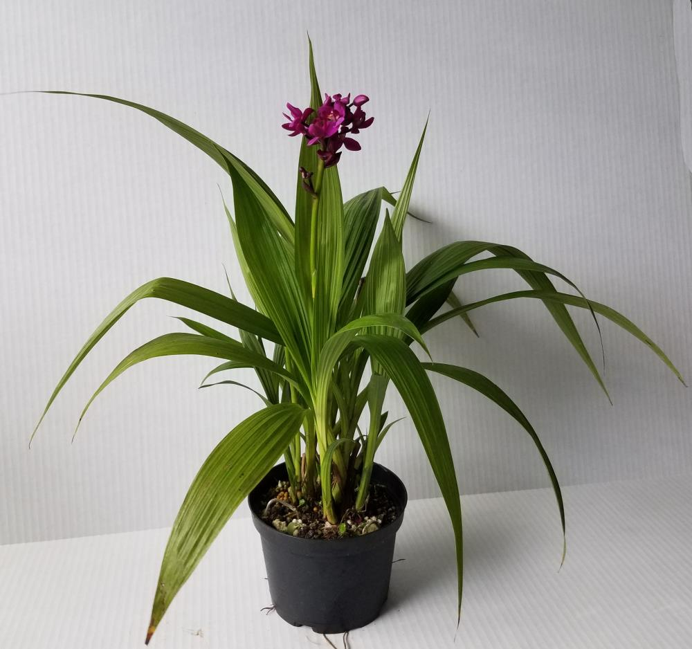 Spathoglottis, Assorted - View 4 from www redcrocus com