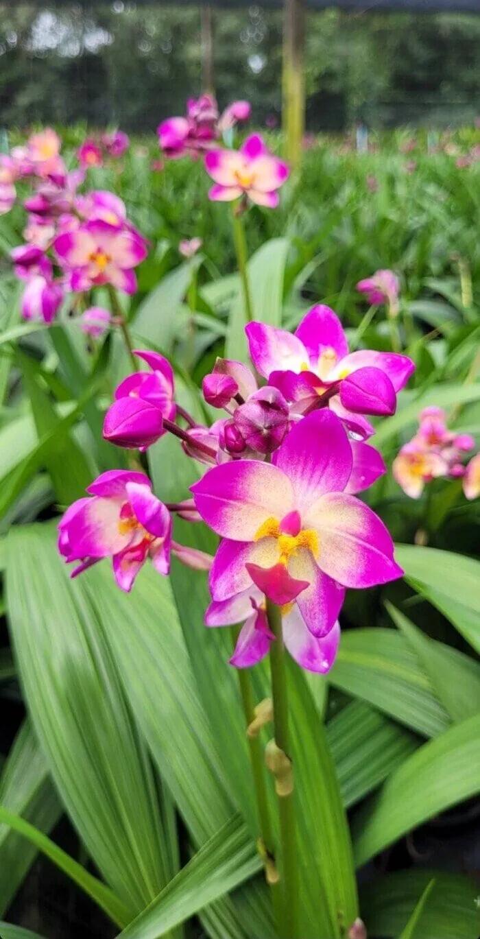 Spathoglottis, Assorted - View 5 from www redcrocus com
