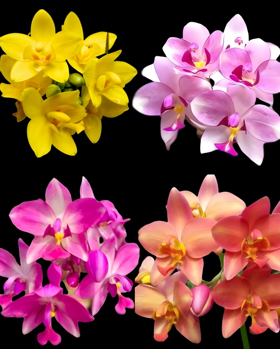 Spathoglottis, Assorted - View 6 from www redcrocus com