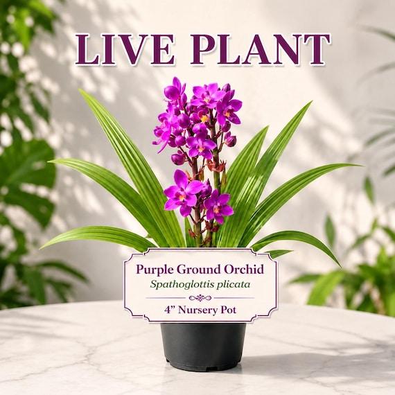 Spathoglottis, Assorted - View 7 from www redcrocus com