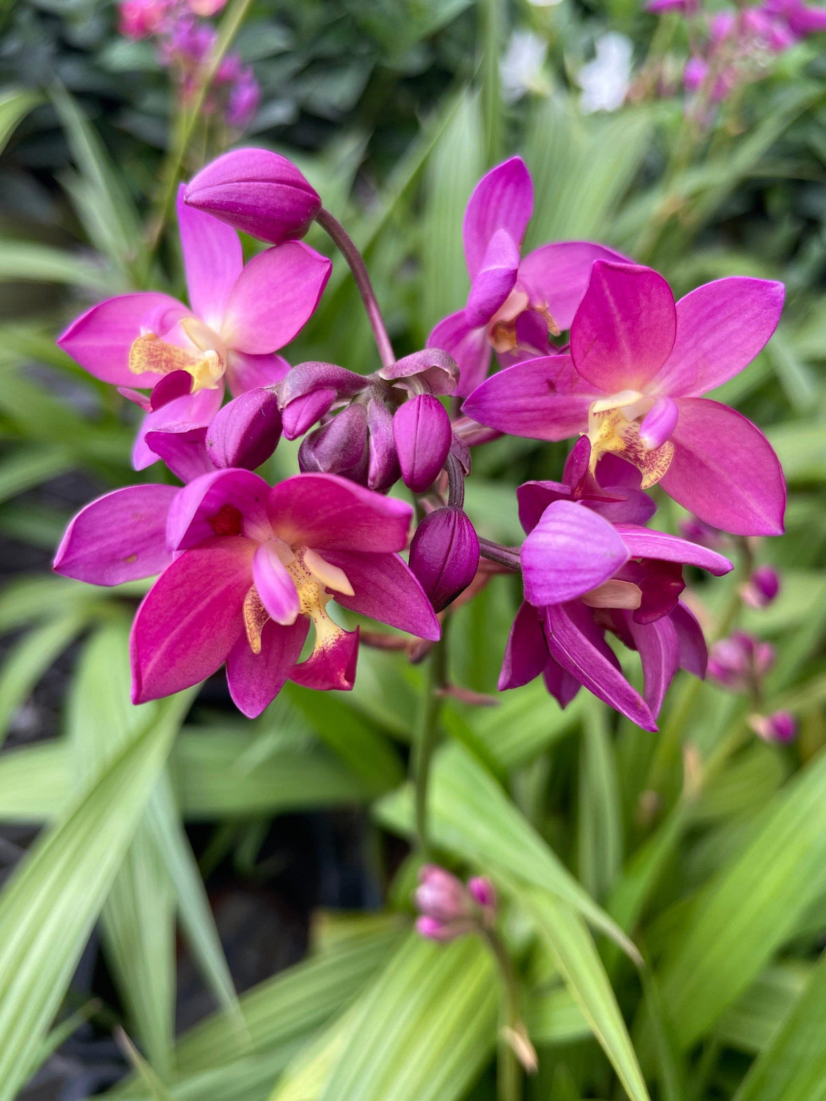 Spathoglottis, Assorted - View 9 from www redcrocus com
