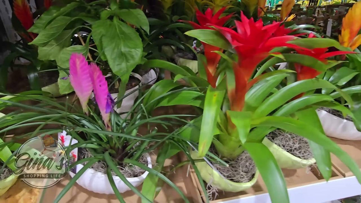 Bromeliad Garden, Ceramic - View 11 from www redcrocus com