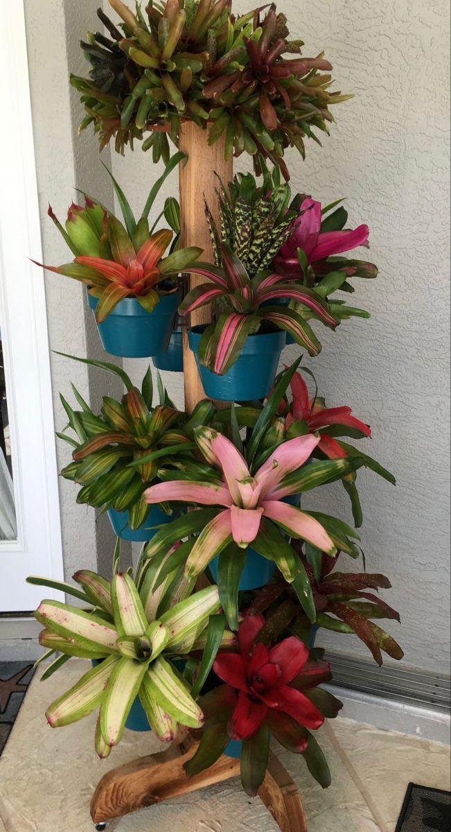 Bromeliad Garden, Ceramic - View 12 from www redcrocus com
