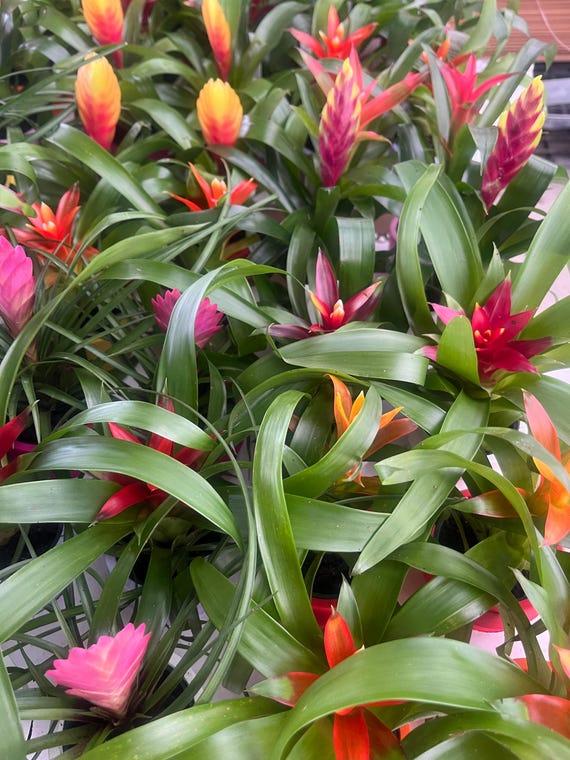Bromeliad Garden, Ceramic - View 13 from www redcrocus com