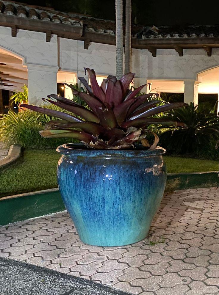 Bromeliad Garden, Ceramic - View 14 from www redcrocus com