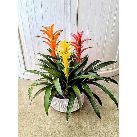 Bromeliad Garden, Ceramic - View 16 from www redcrocus com