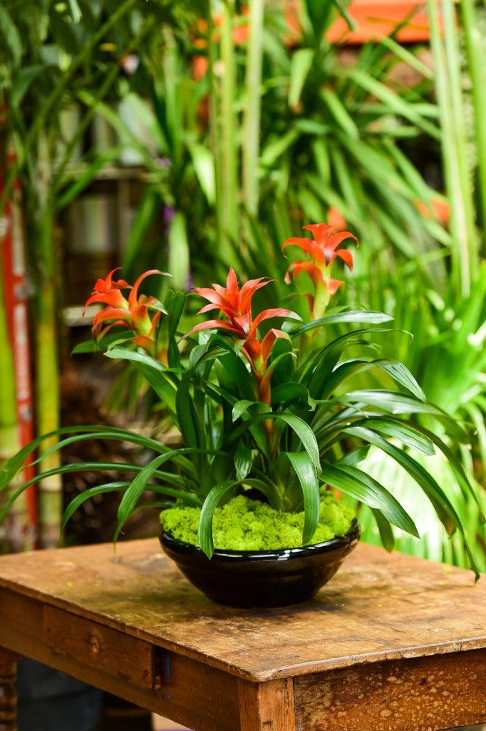 Bromeliad Garden, Ceramic - View 1 from www redcrocus com