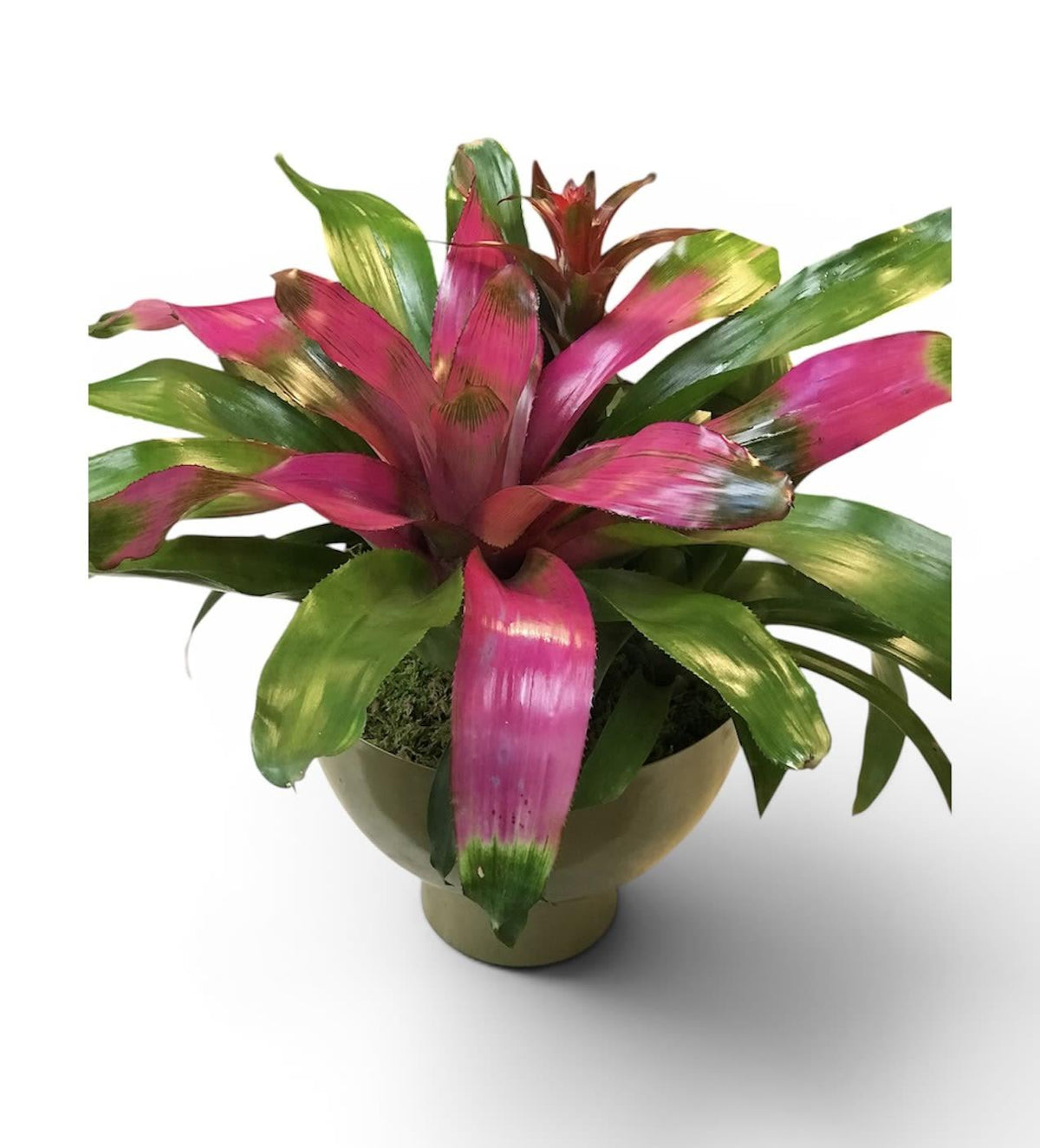 Bromeliad Garden, Ceramic - View 2 from www redcrocus com