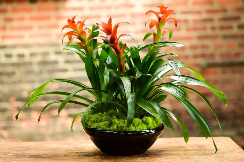 Bromeliad Garden, Ceramic - View 3 from www redcrocus com
