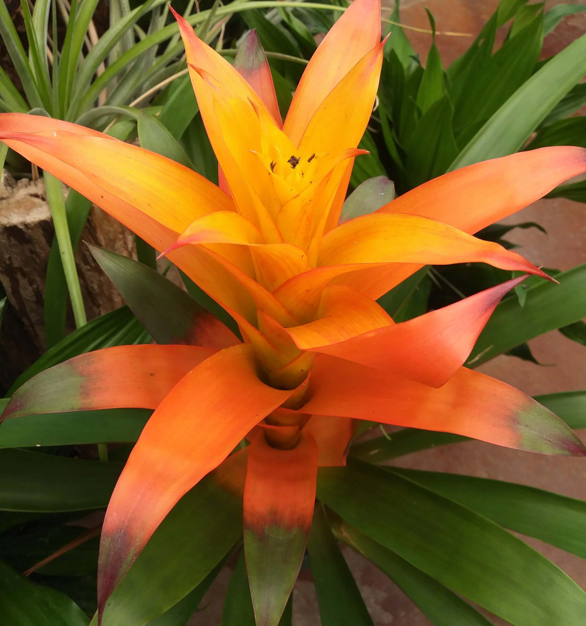Bromeliad Garden, Ceramic - View 4 from www redcrocus com